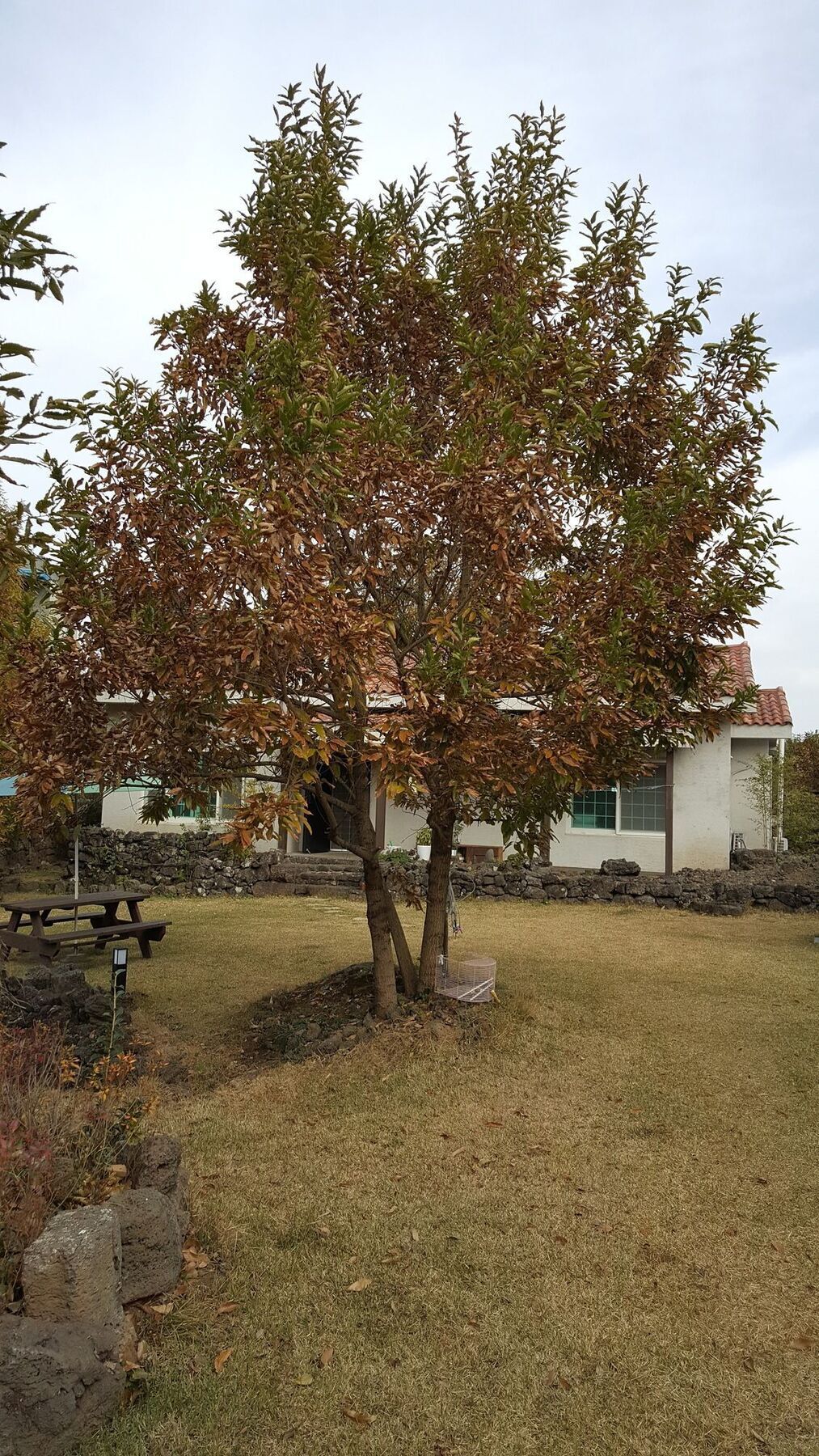 Supgol Private House Villa Jeju Bagian luar foto